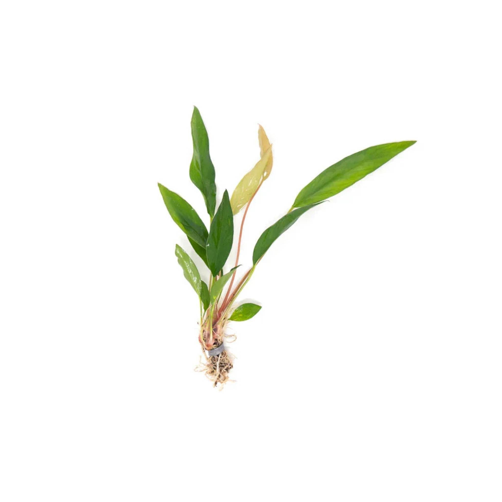 Anubias Frazeri aquarium plant USA sale
