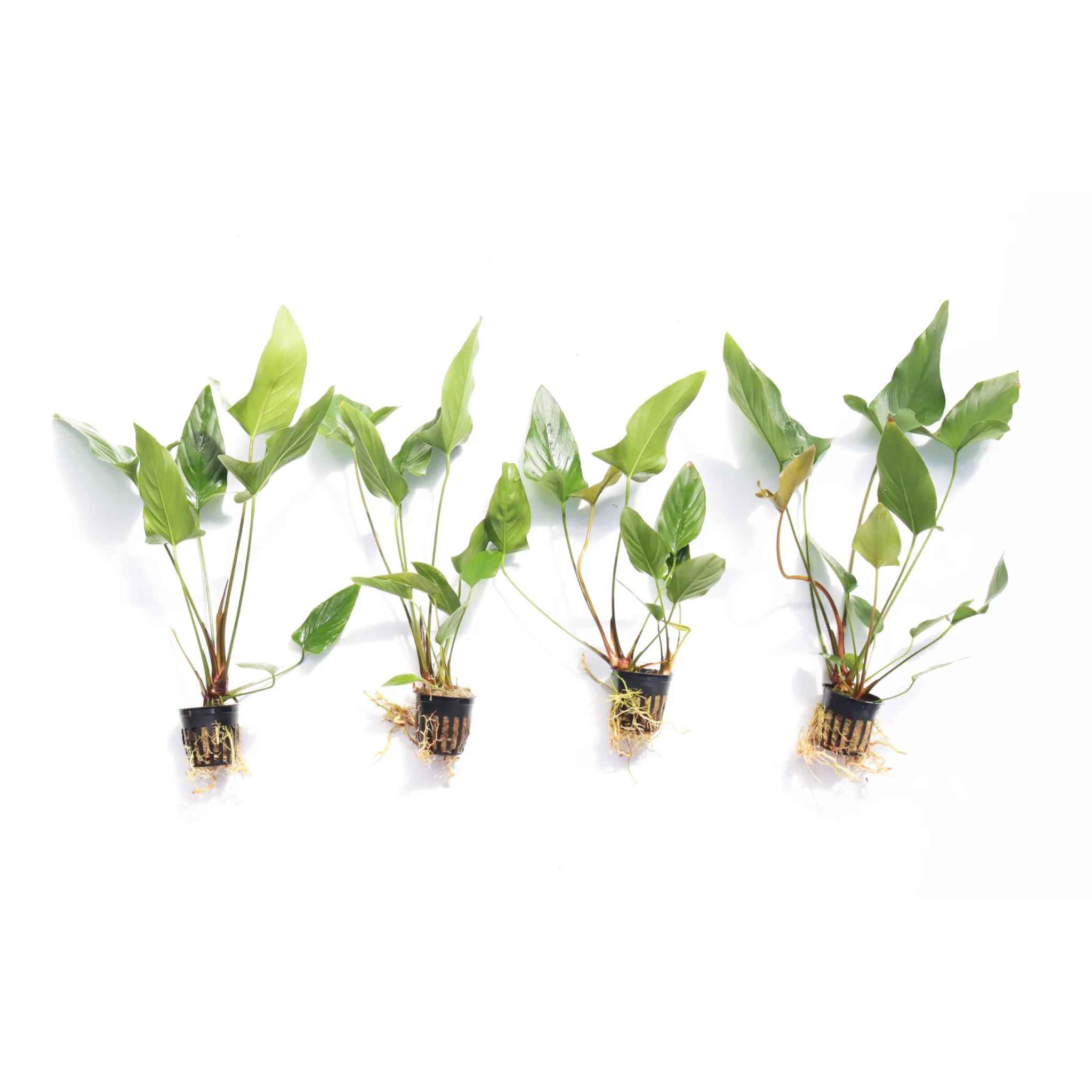 Anubias Gigantea
