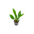 Anubias Hastifolia Bare Root
