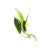 Anubias_Hastifolia_bare_root_USA_grown_aquatic_plant
