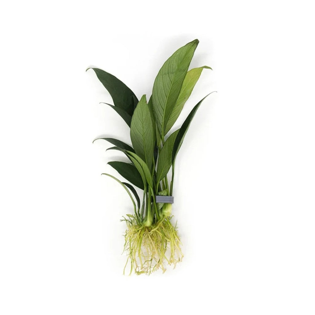 Anubias Heterophylla Lanceolata Bare Root, USA plants.