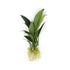 Anubias Heterophylla Lanceolata Bare Root, USA plants.