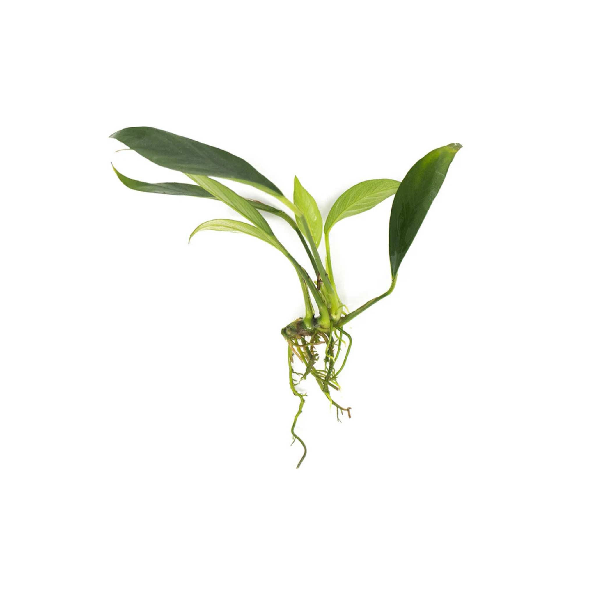 Anubias Heterophylla Lanceolata Bare Root