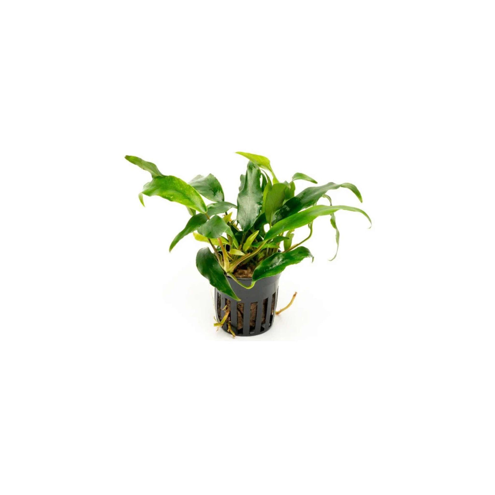 Anubias Minima Bare Root