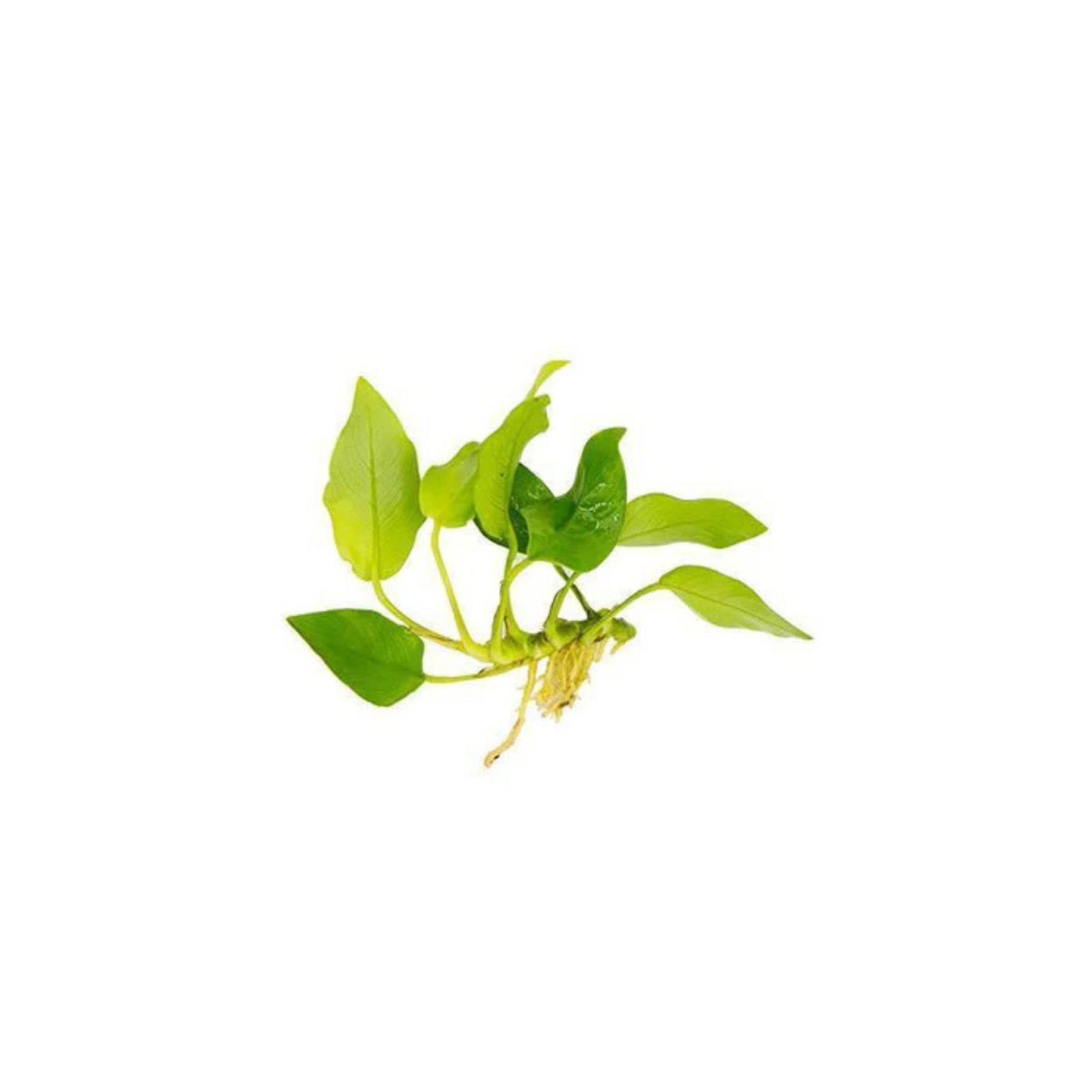 Anubias Barteri Nana (Golden)