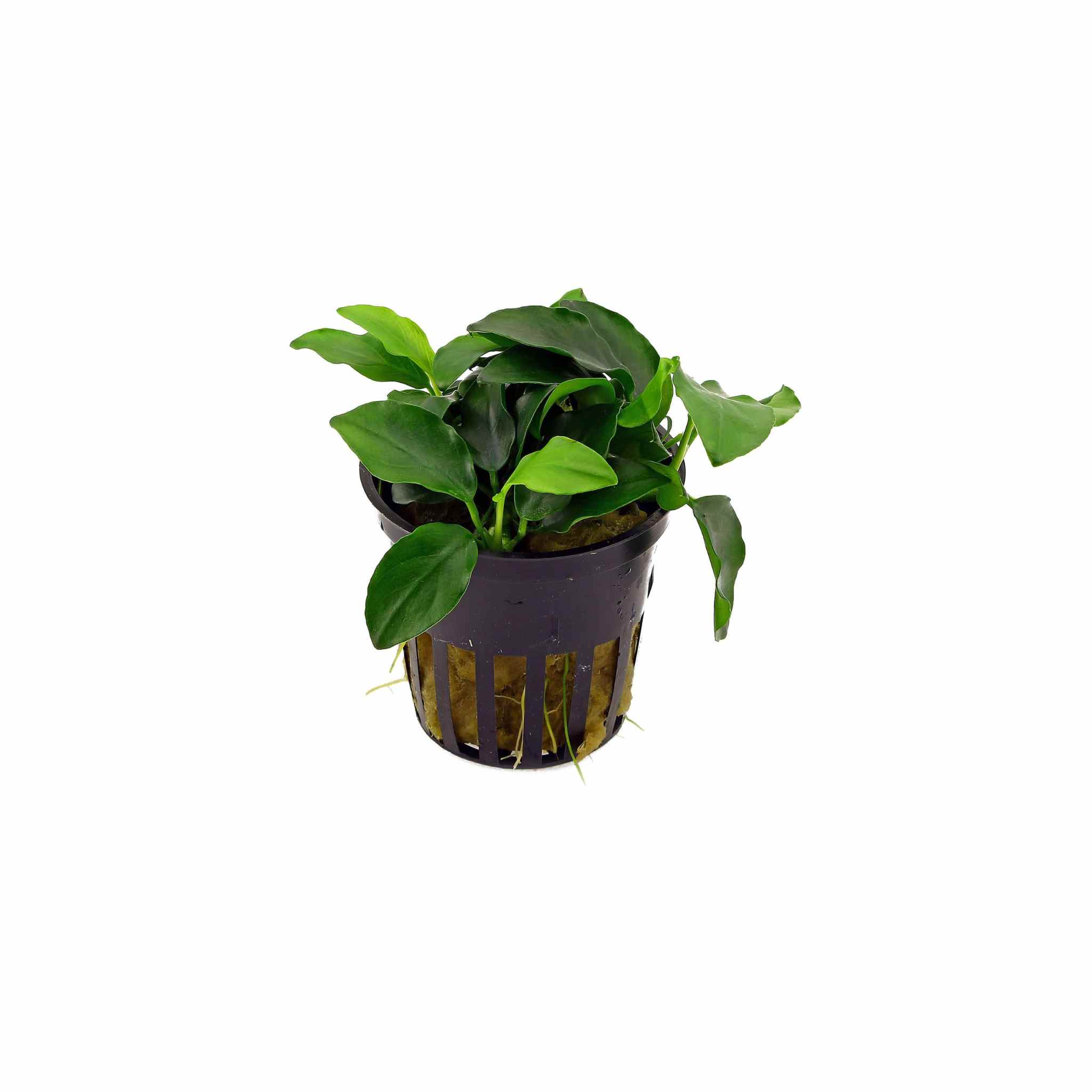 Anubias Barteri (Nana Petite)
