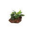 Anubias Barteri (Nana) On Lava Rock