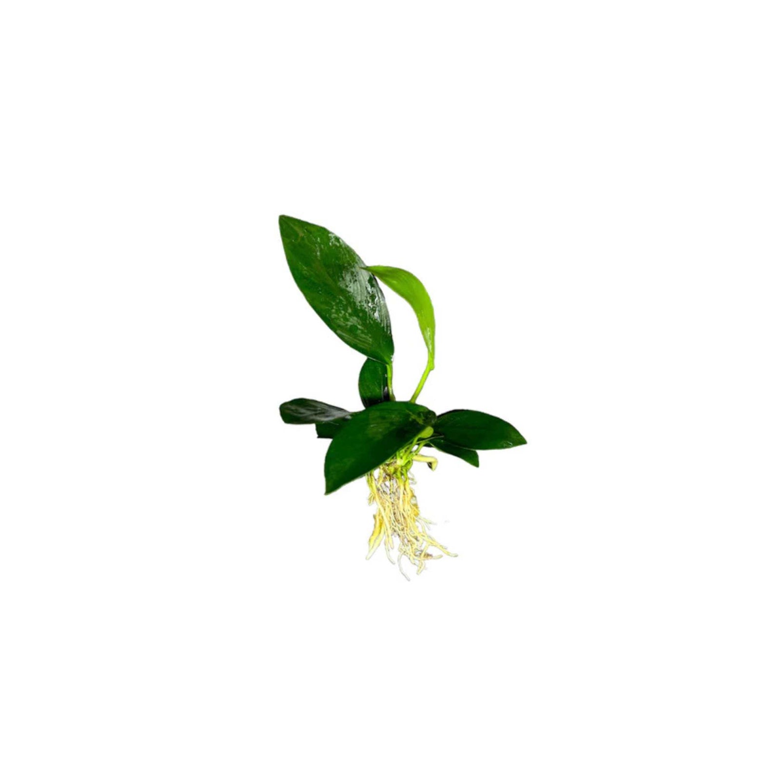 Anubias Nancon Bare Root