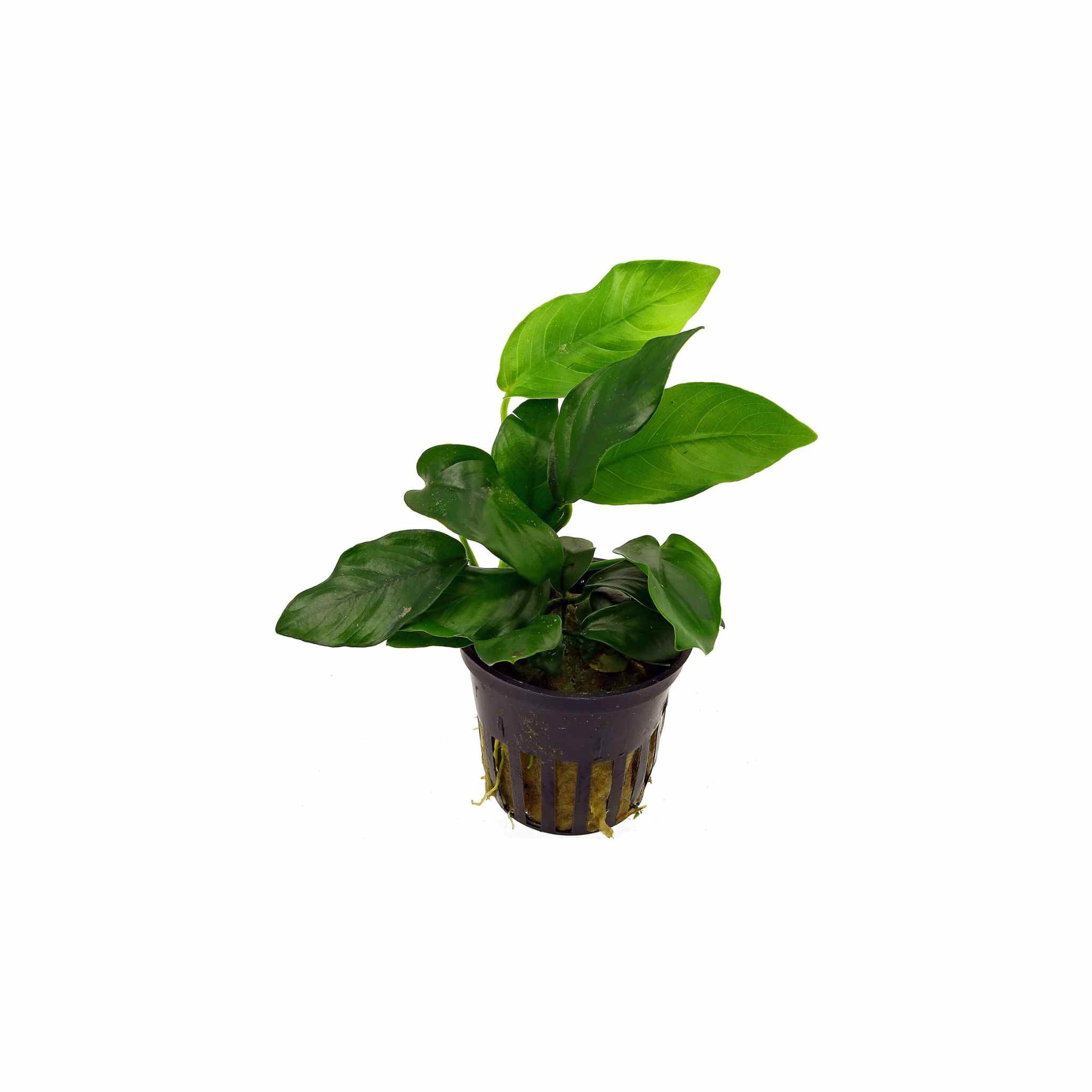 Anubias Barteri (Nana) Bare Root