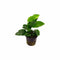 Anubias Barteri (Nana) Bare Root