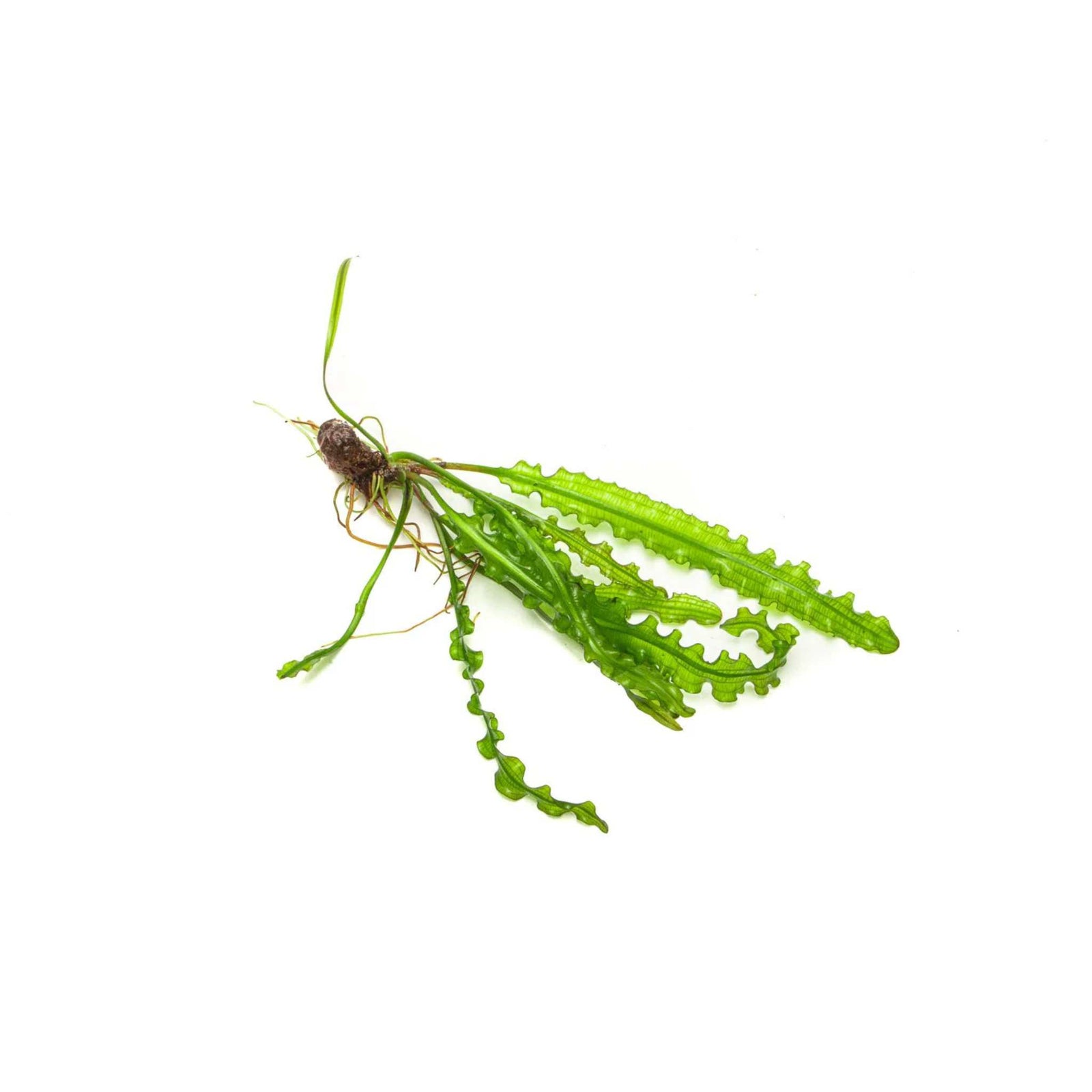 Aponogeton Longiplumulosus