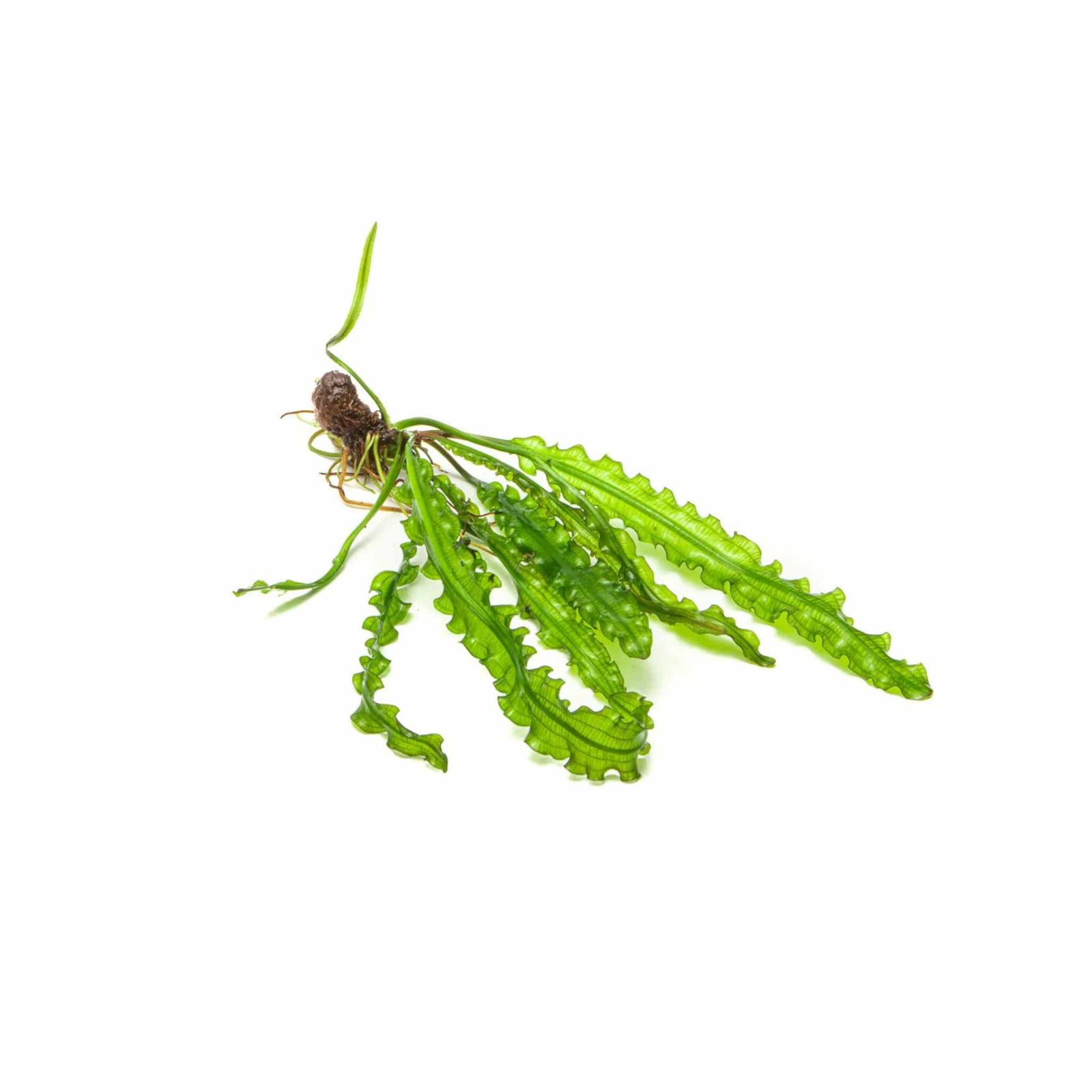 Aponogeton Longiplumulosus