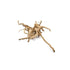 Aquarium Hardscape DriftWood: SpiderWood
