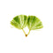 Aquarium plant Cabomba Caroliniana USA
