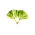 Aquarium plant Cabomba Caroliniana USA