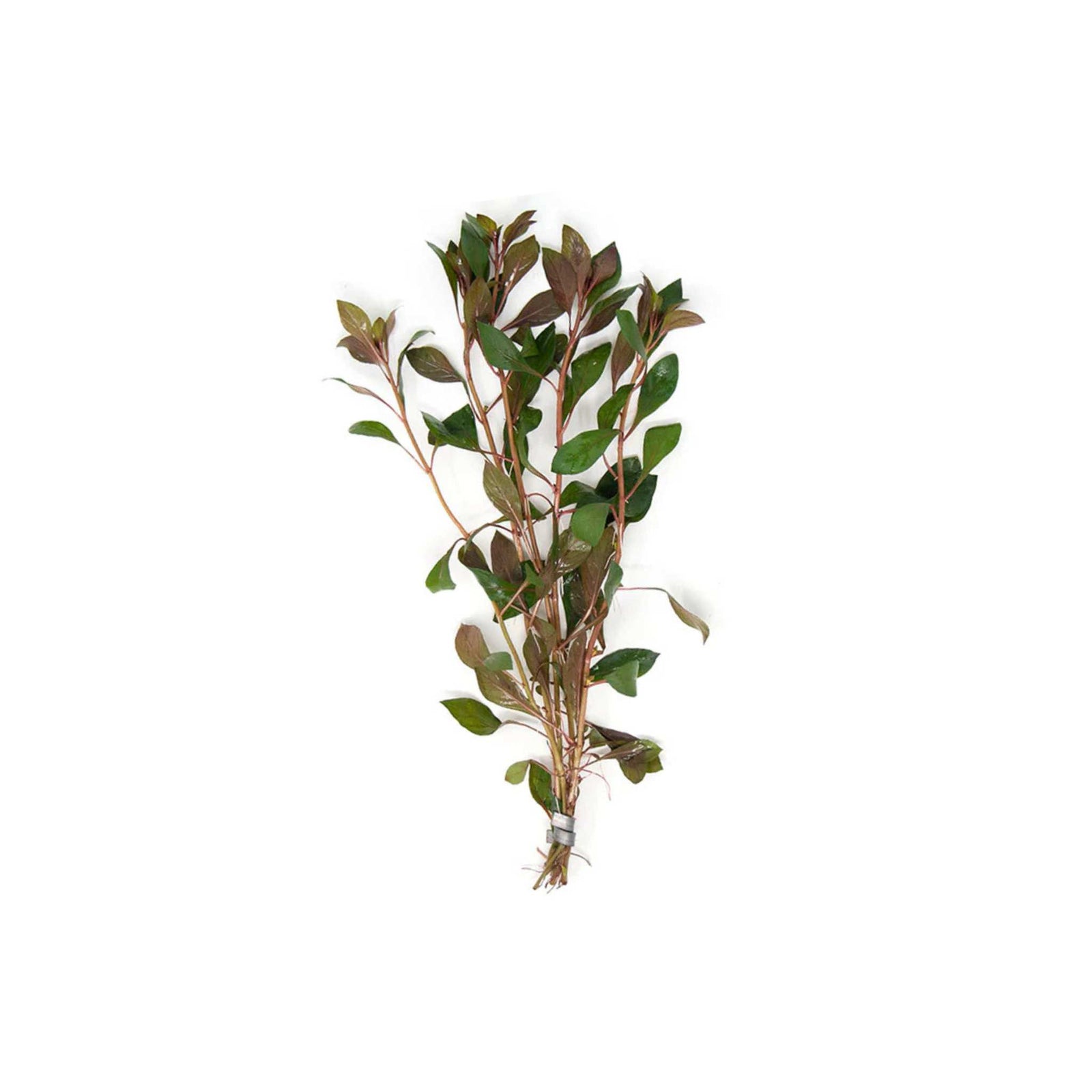 Ludwigia Repens (Dark Red)