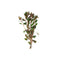 Ludwigia Repens (Dark Red)