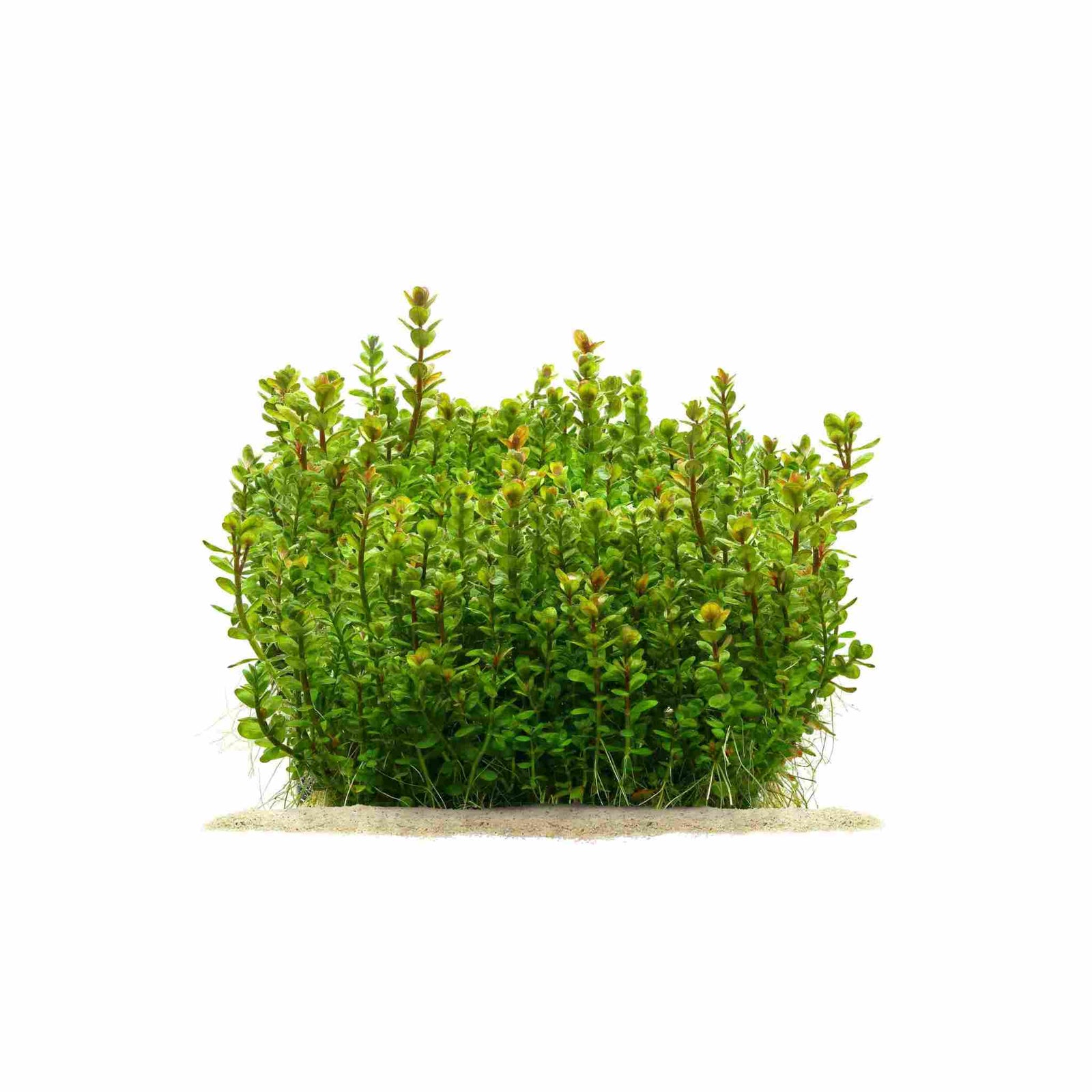 Rotala Indica Potted 2