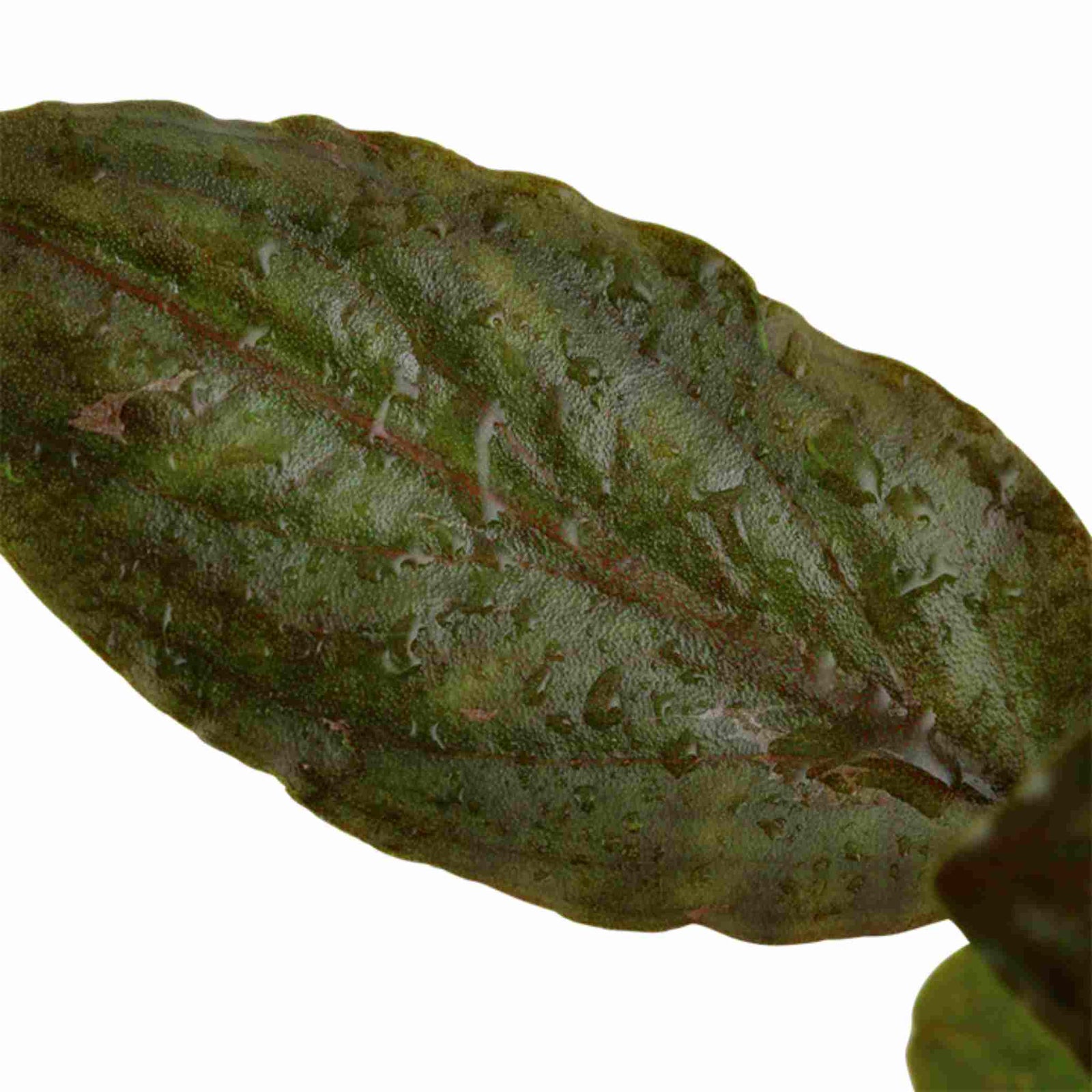 Lagenandra Meeboldii