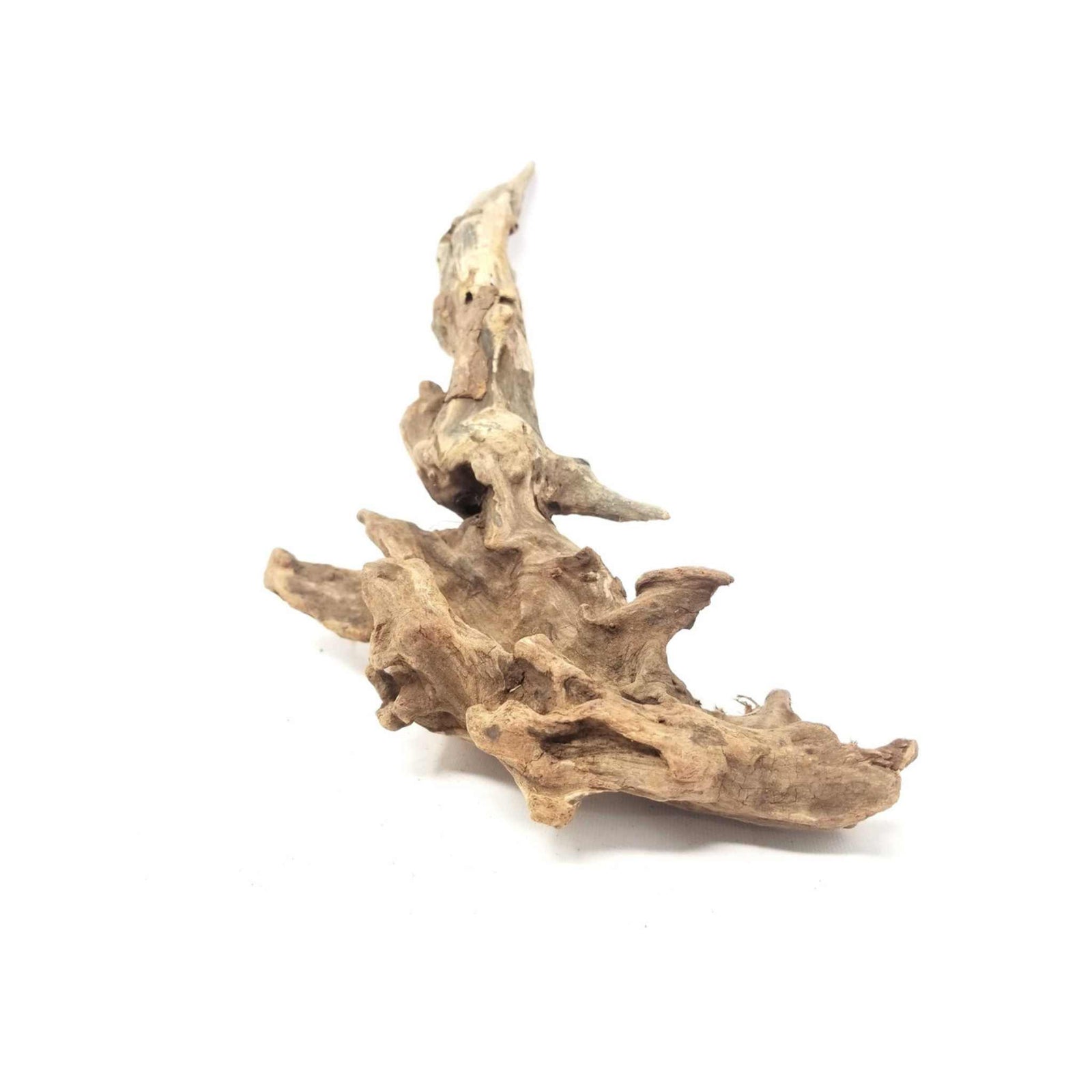 Pacific Wood For Aquascaping