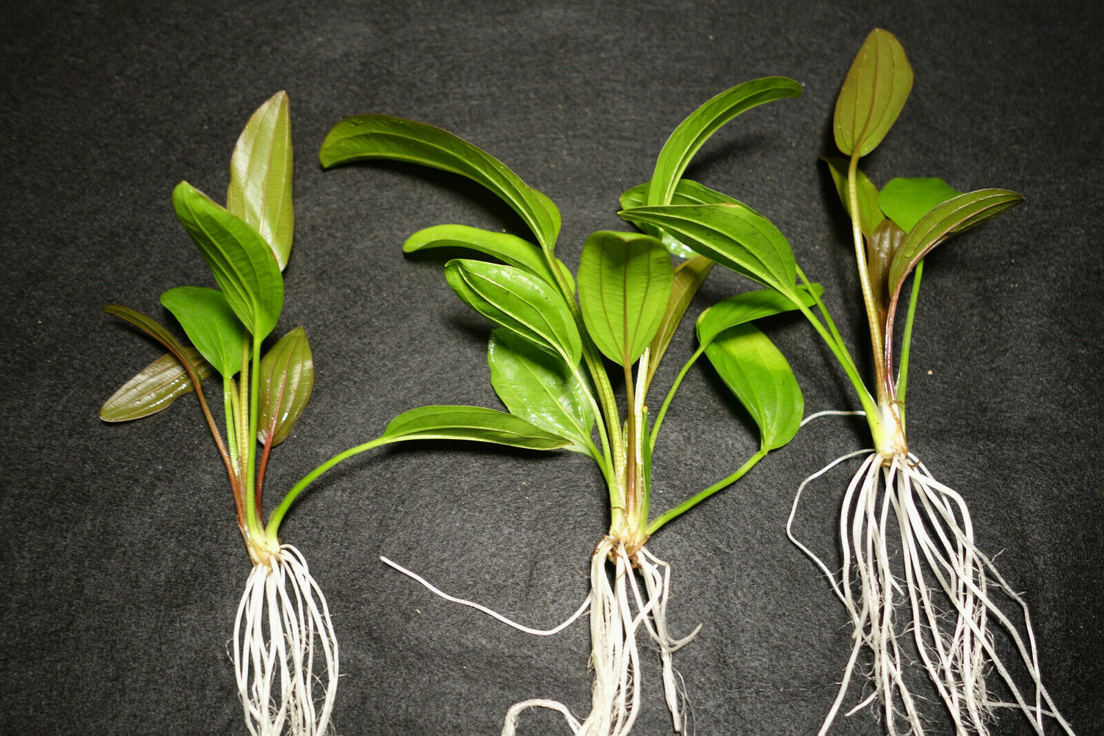 Aquatic Echinodorus Osiris, Melon Sword, Texas plant.