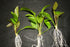Aquatic Echinodorus Osiris, Melon Sword, Texas plant.