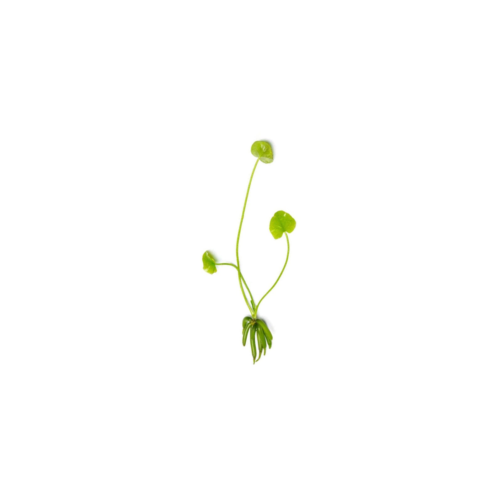 Banana Plant (Nymphoides Aquatica)