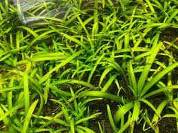 Assorted Mixed Plant Bunch, USA online plants.