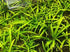 Assorted Mixed Plant Bunch, USA online plants.