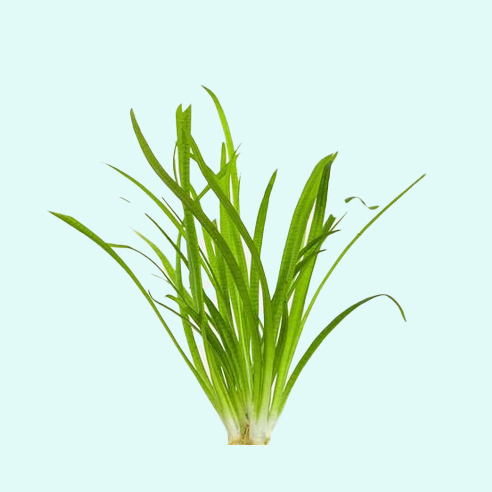 Assorted Mixed Plant Bunch, aquatic plants, USA.