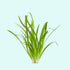 Assorted Mixed Plant Bunch, aquatic plants, USA.