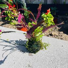 Assorted Mixed Plant Bunch, live plants, Canton, TX aquarium.