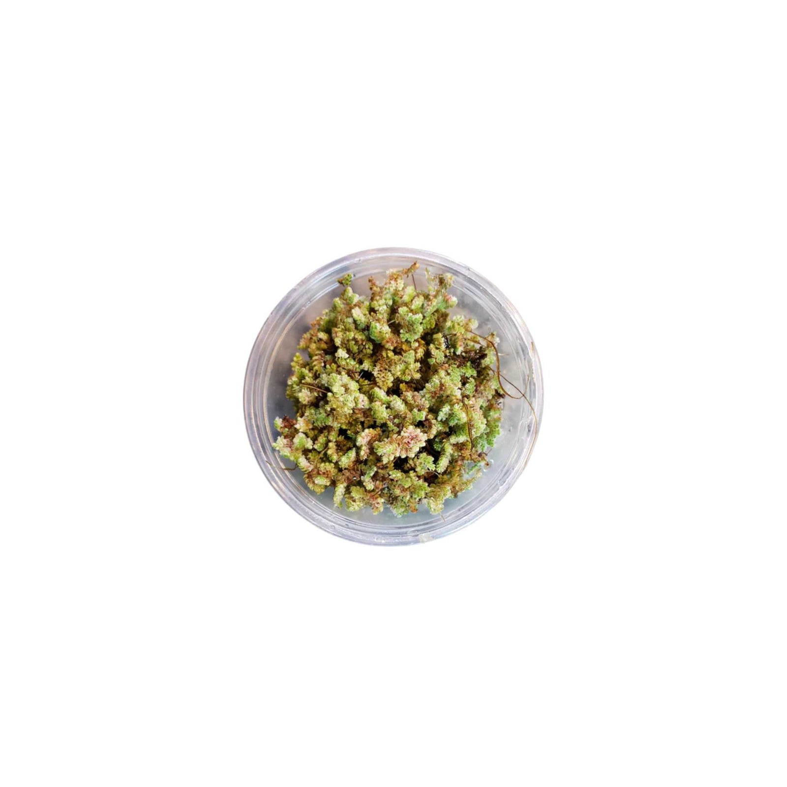 Azolla Filiculoides 