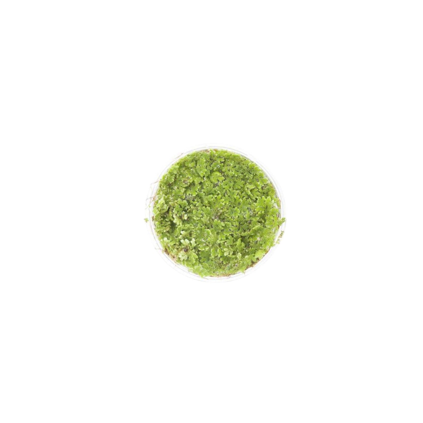 Azolla Filiculoides 