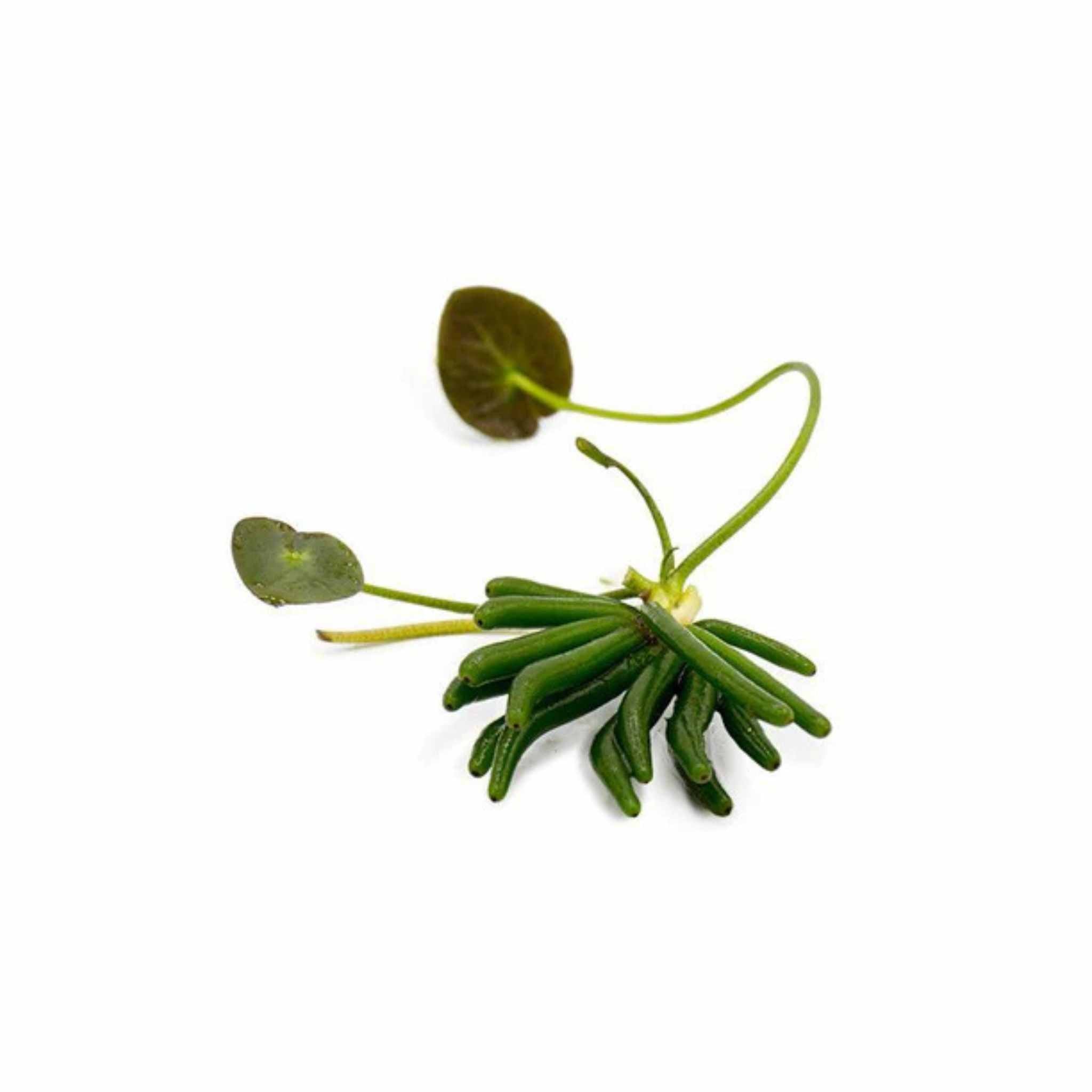 Banana Plant (Nymphoides Aquatica)