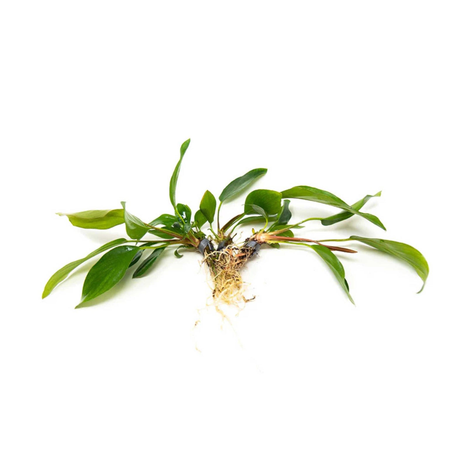 Anubias Hastifolia Bare Root