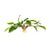 Bare root Anubias Hastifolia for sale in USA