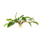 Anubias Hastifolia Bare Root