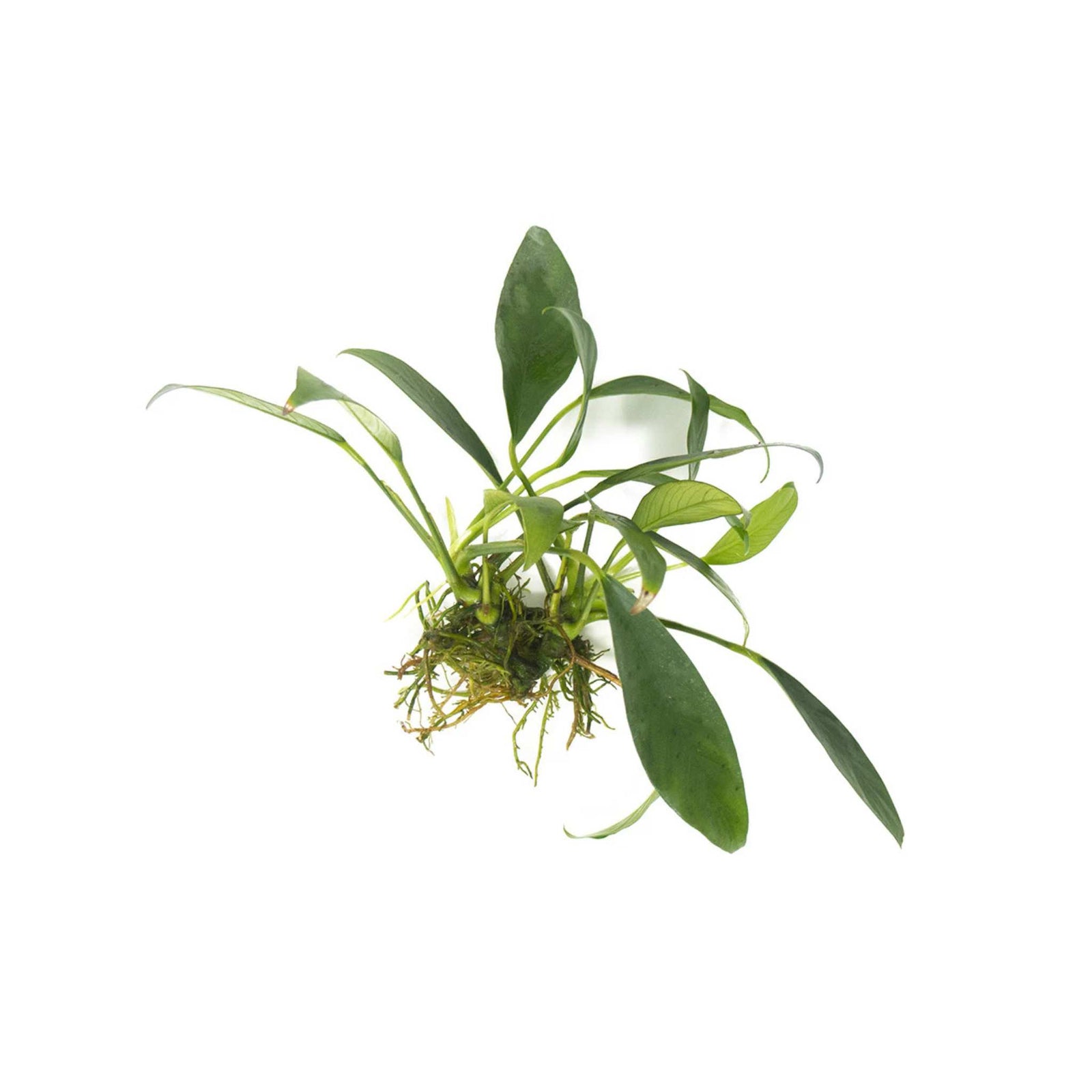 Anubias Heterophylla Lanceolata Bare Root