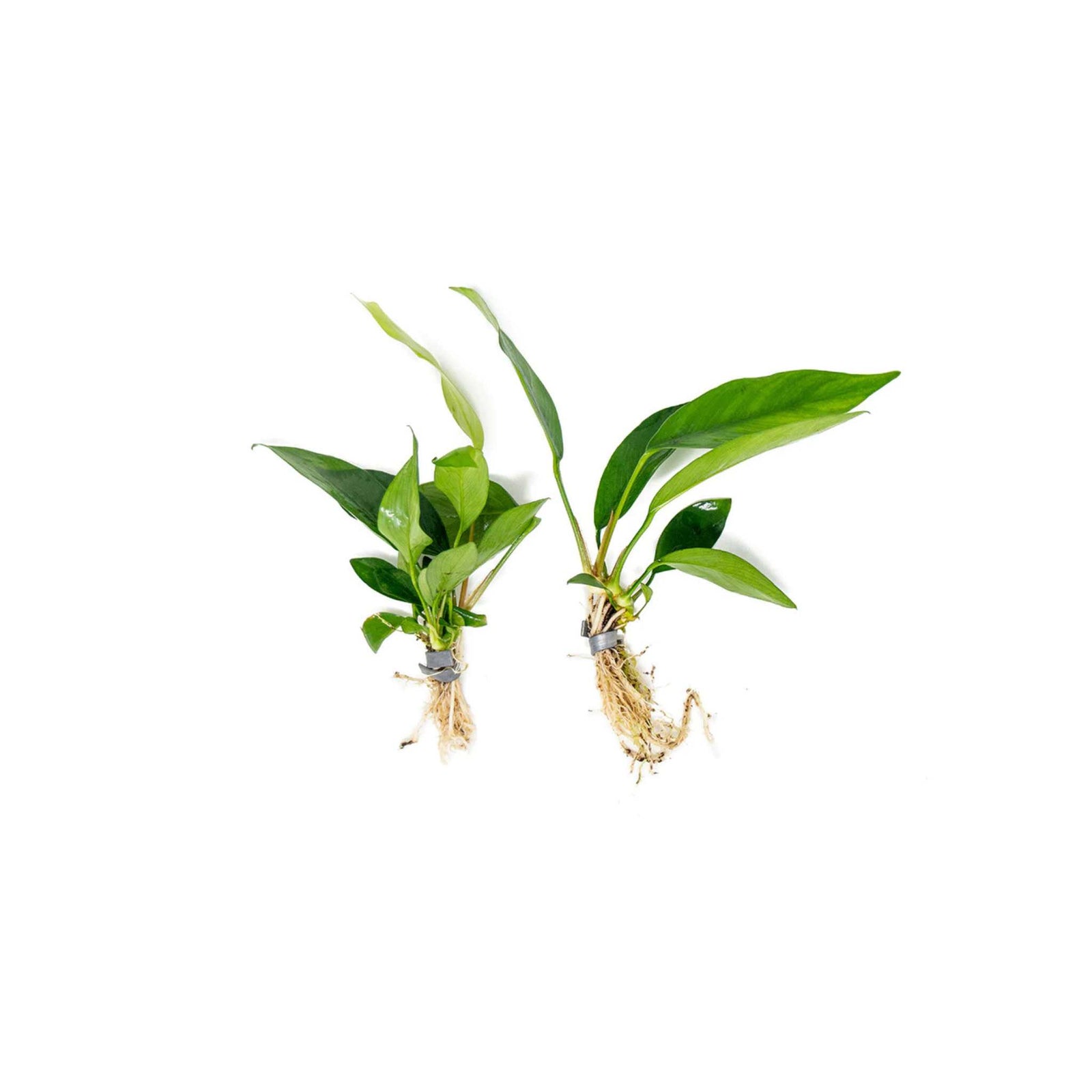 Anubias Nancon Bare Root