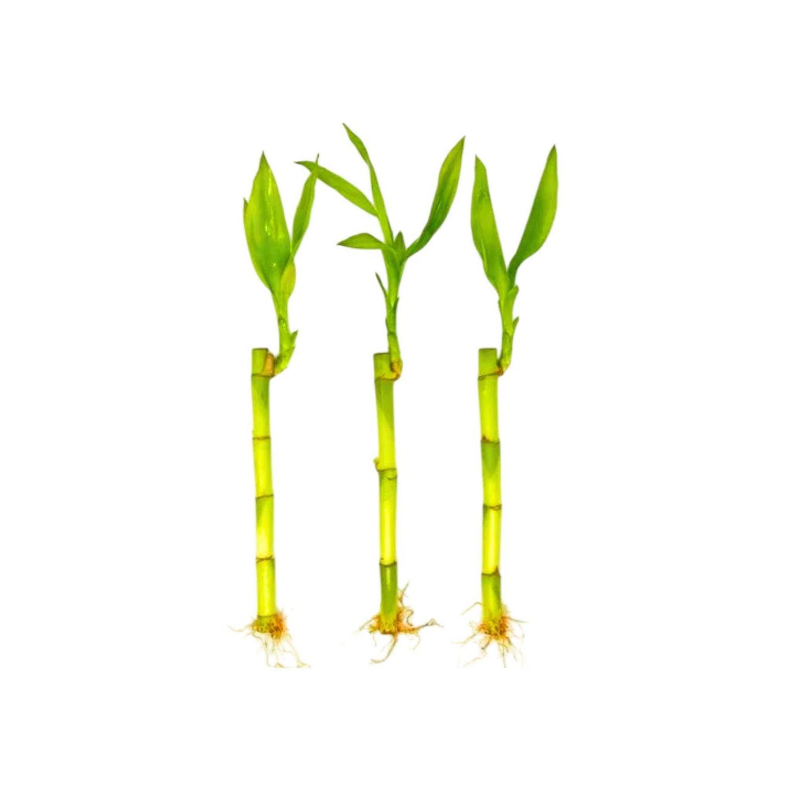 Lucky Bamboo Plant (Dracaena Sanderiana)
