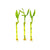 Lucky Bamboo Plant (Dracaena Sanderiana)