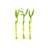Lucky Bamboo Plant (Dracaena Sanderiana)