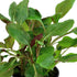 Dwarf Cardinal Plant (Lobelia Cardinalis)