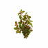 Ludwigia Repens (Rubin)