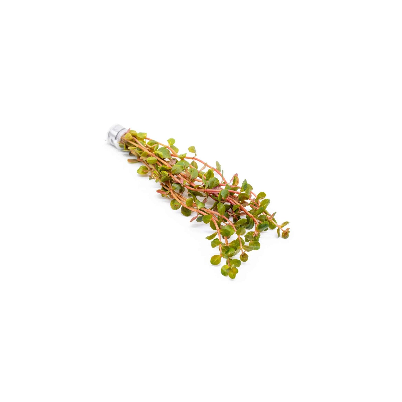Rotala Vietnam HRa