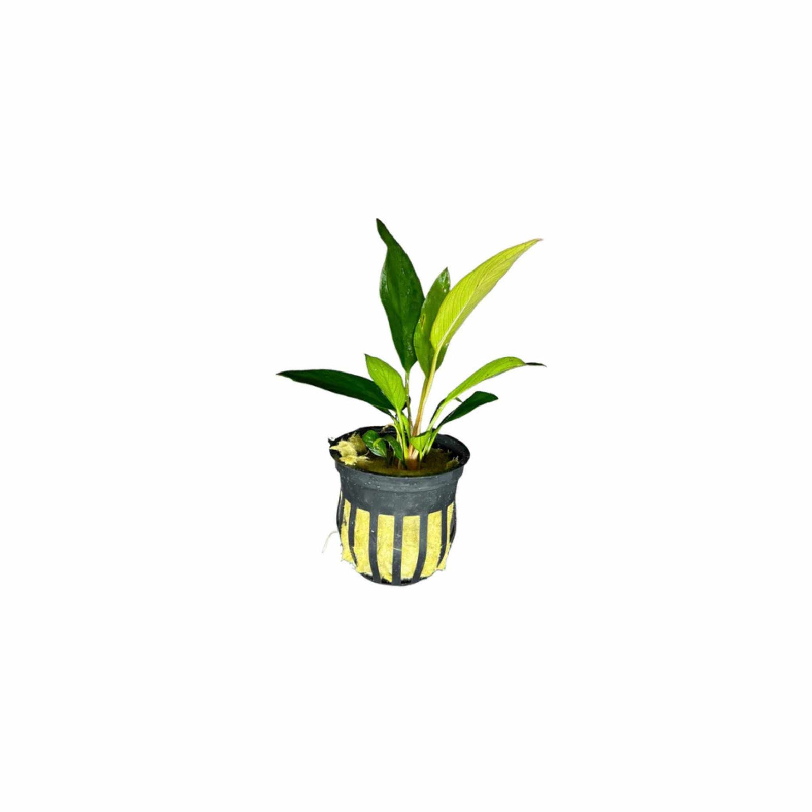 Anubias Frazeri