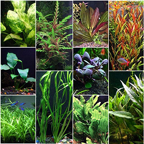 Beginner Aquarium Plants Bundle, live plants, USA sale.