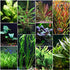 Beginner Aquarium Plants Bundle, live plants, USA sale.