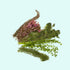 Beginner Aquarium Plants, live bundle, Texas online.